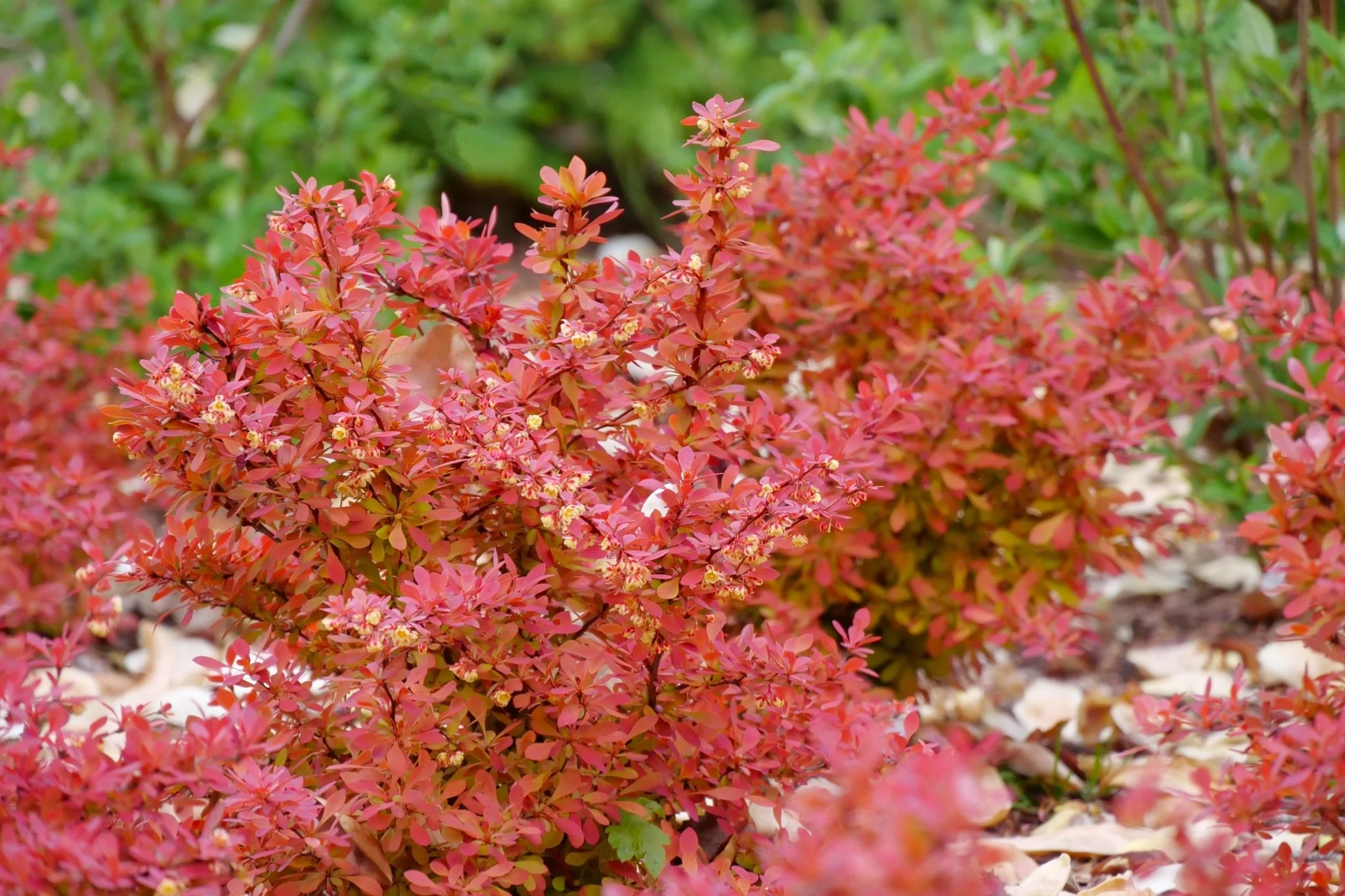 Sunjoy Neo® Barberry - Image 4
