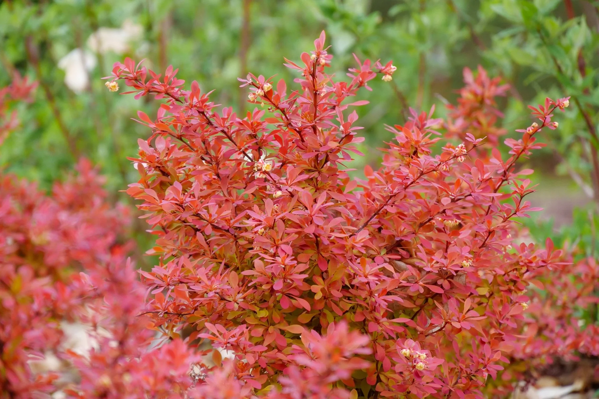 Sunjoy Neo® Barberry - Image 5