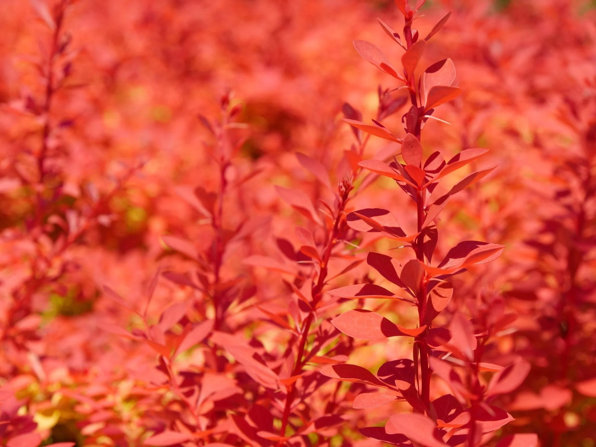 Sunjoy Neo® Barberry - Image 6