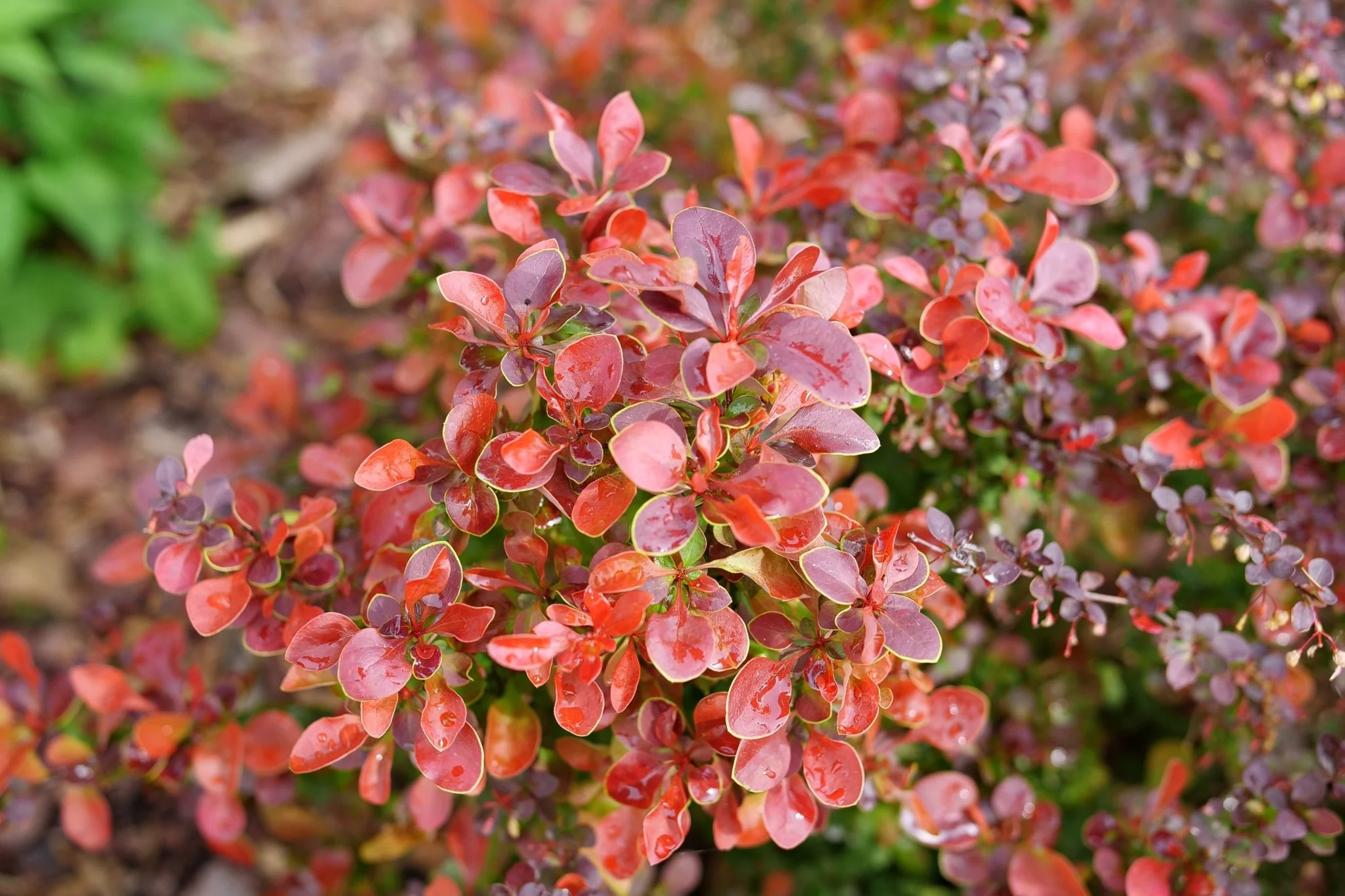 Sunjoy Really Red® Barberry - Image 2