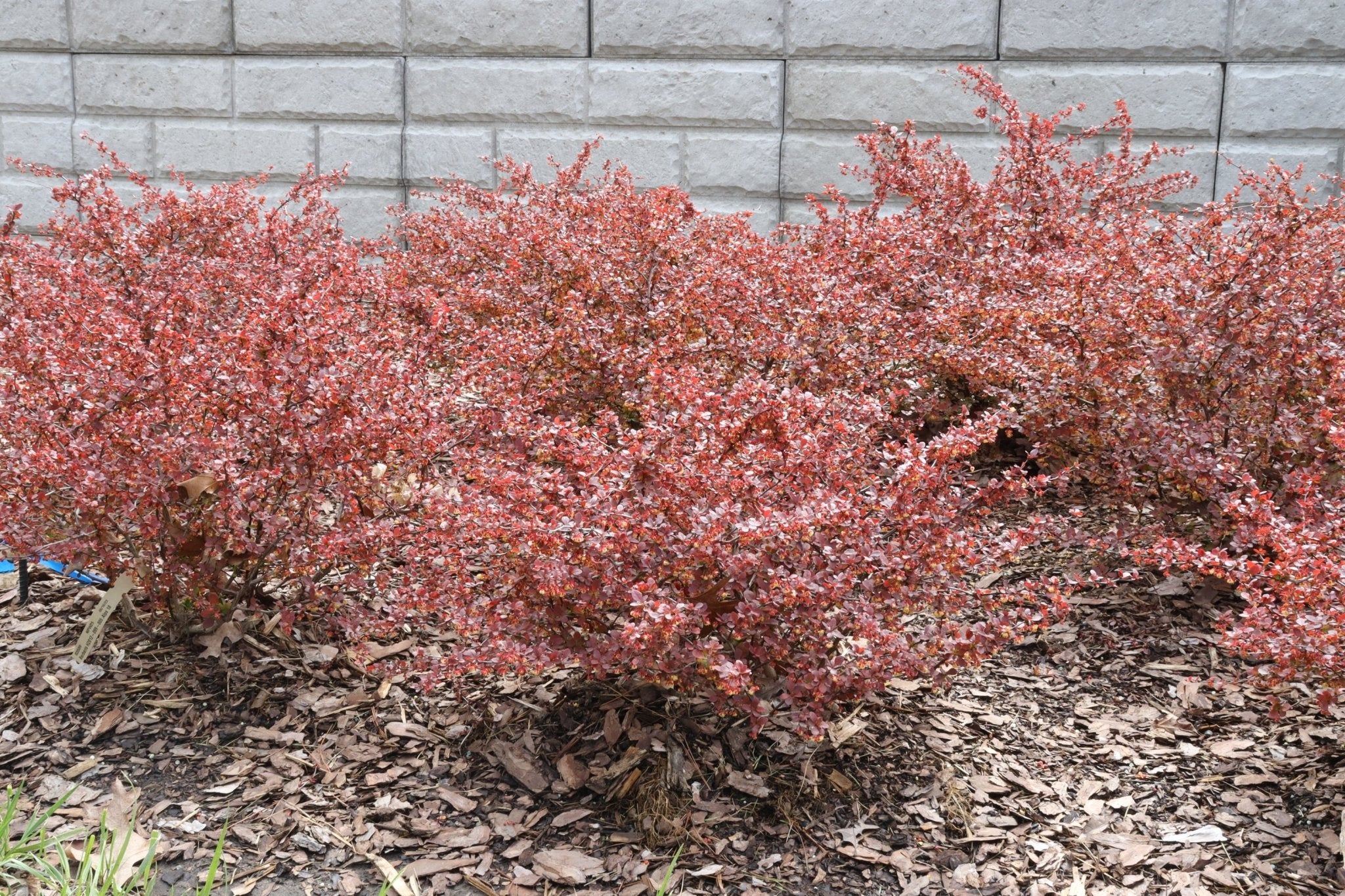 Sunjoy Really Red® Barberry - Image 3