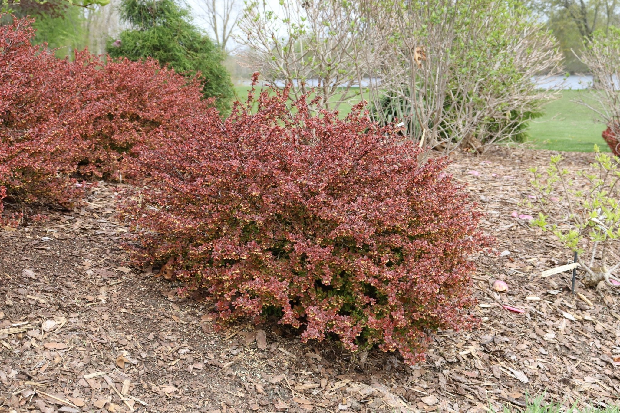 Sunjoy Really Red® Barberry - Image 4