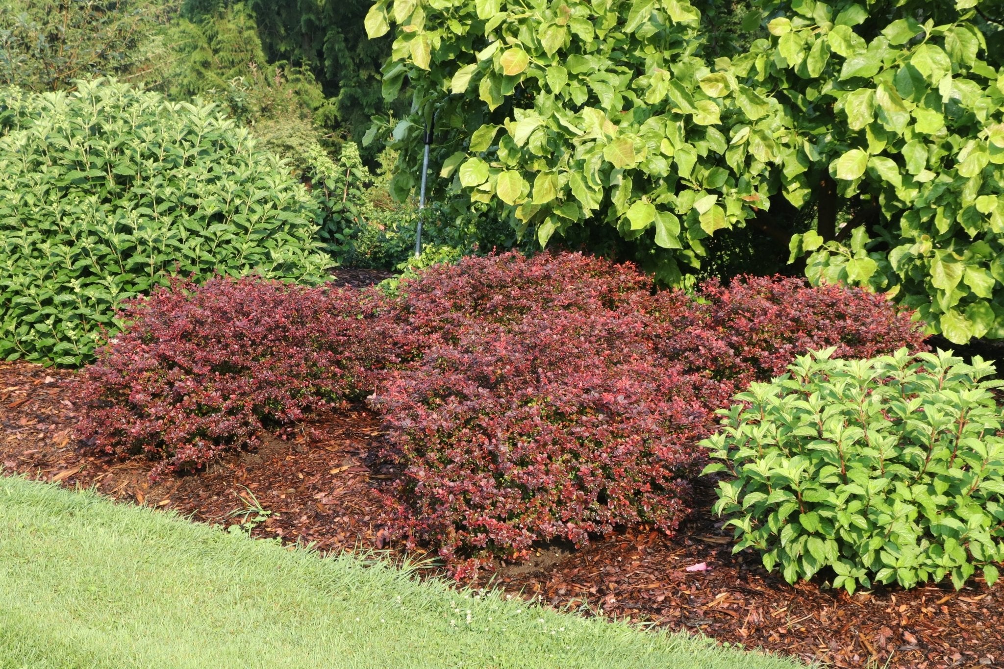 Sunjoy Really Red® Barberry - Image 5