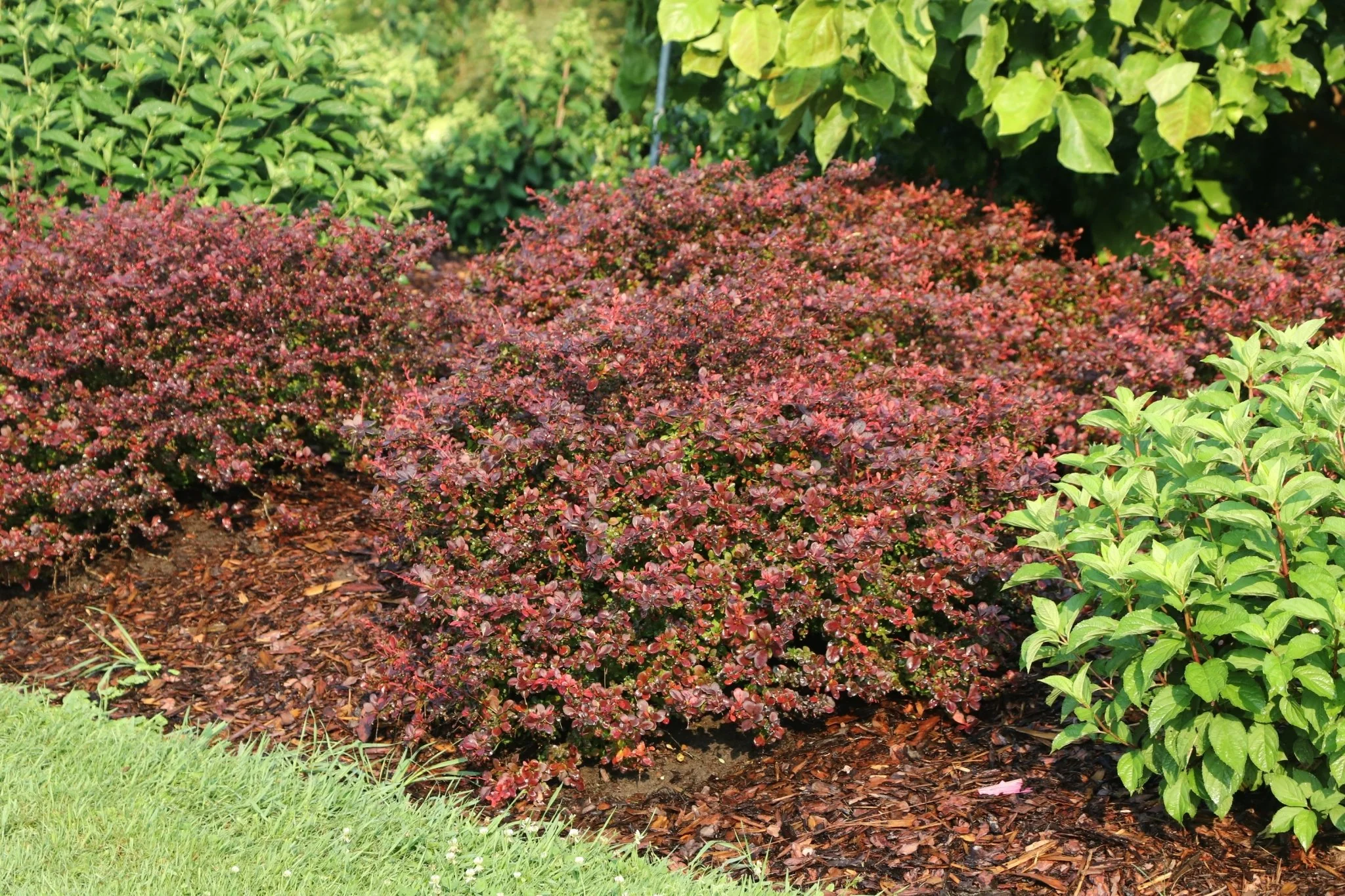 Sunjoy Really Red® Barberry - Image 6