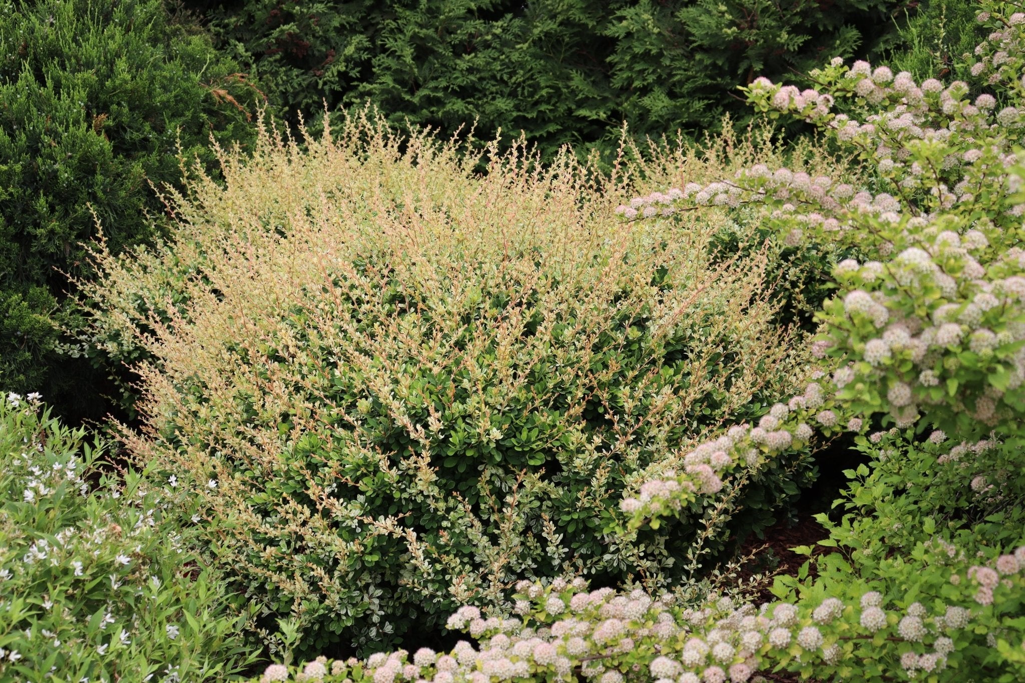 Sunjoy Sequins® Japanese Barberry - Image 10