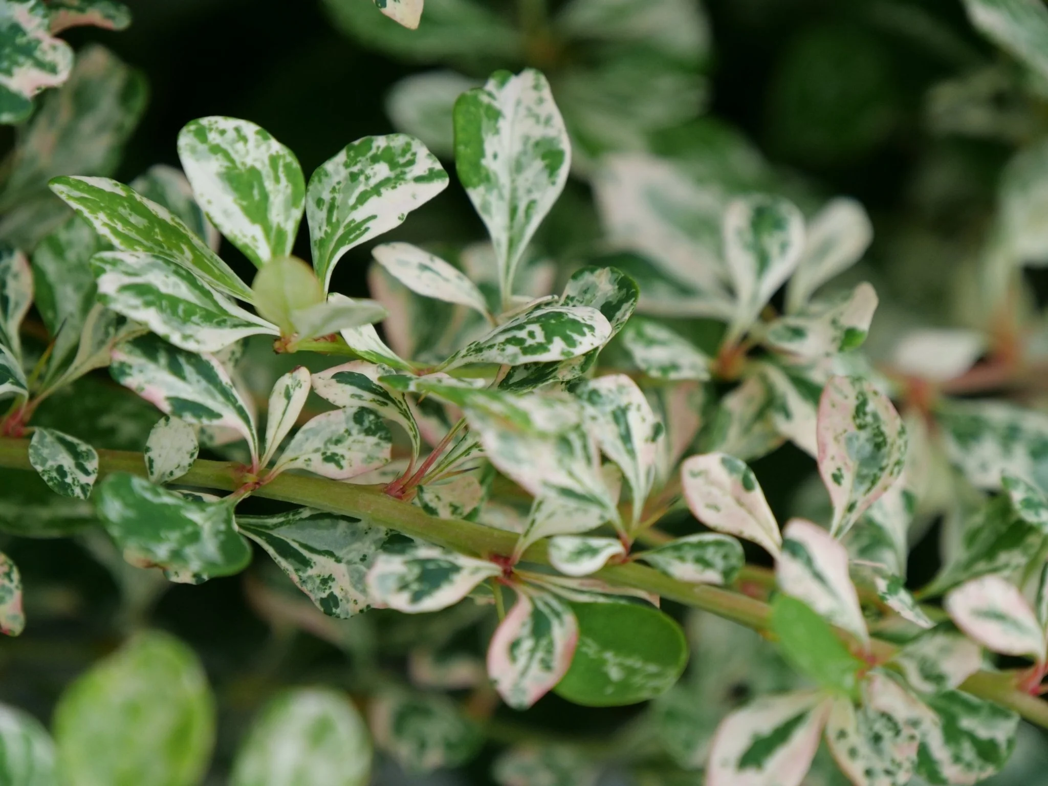 Sunjoy Sequins® Japanese Barberry - Image 11
