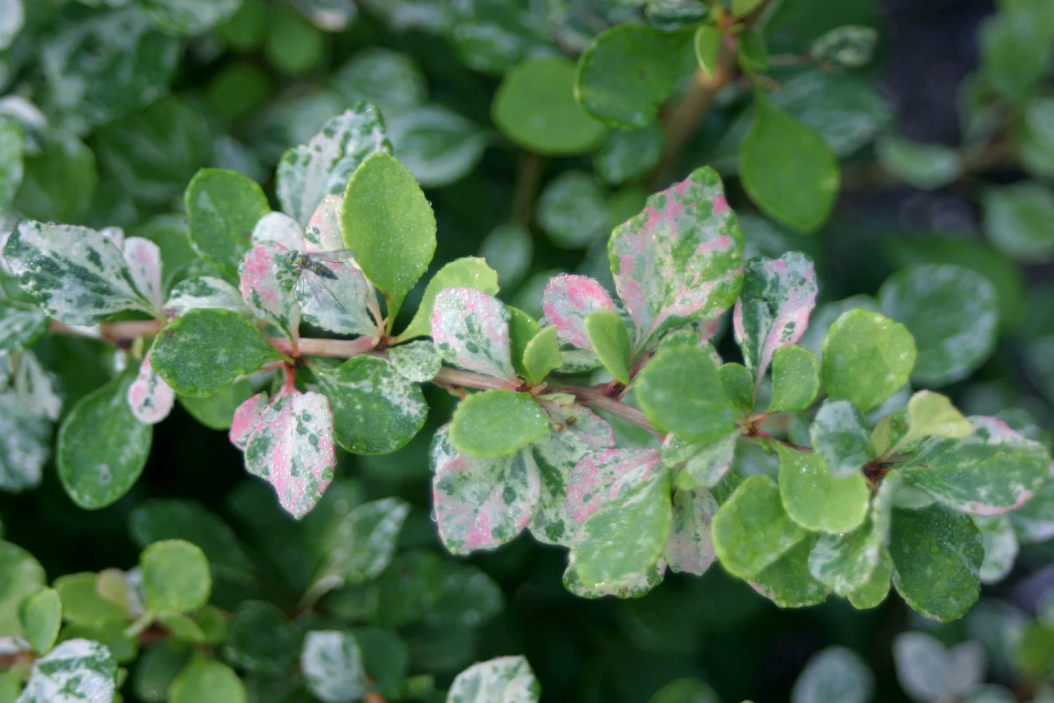 Sunjoy Sequins® Japanese Barberry - Image 2
