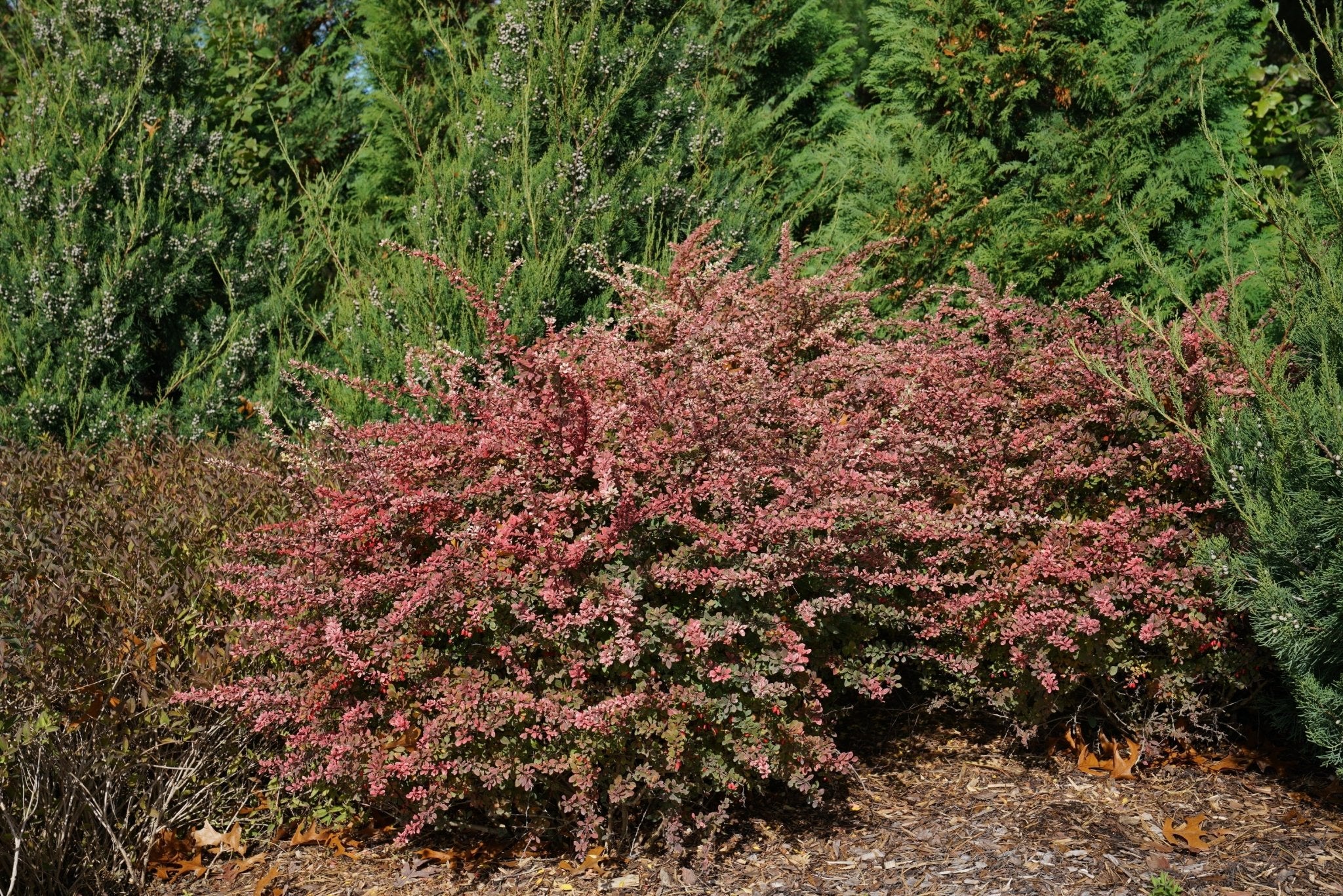 Sunjoy Sequins® Japanese Barberry - Image 3