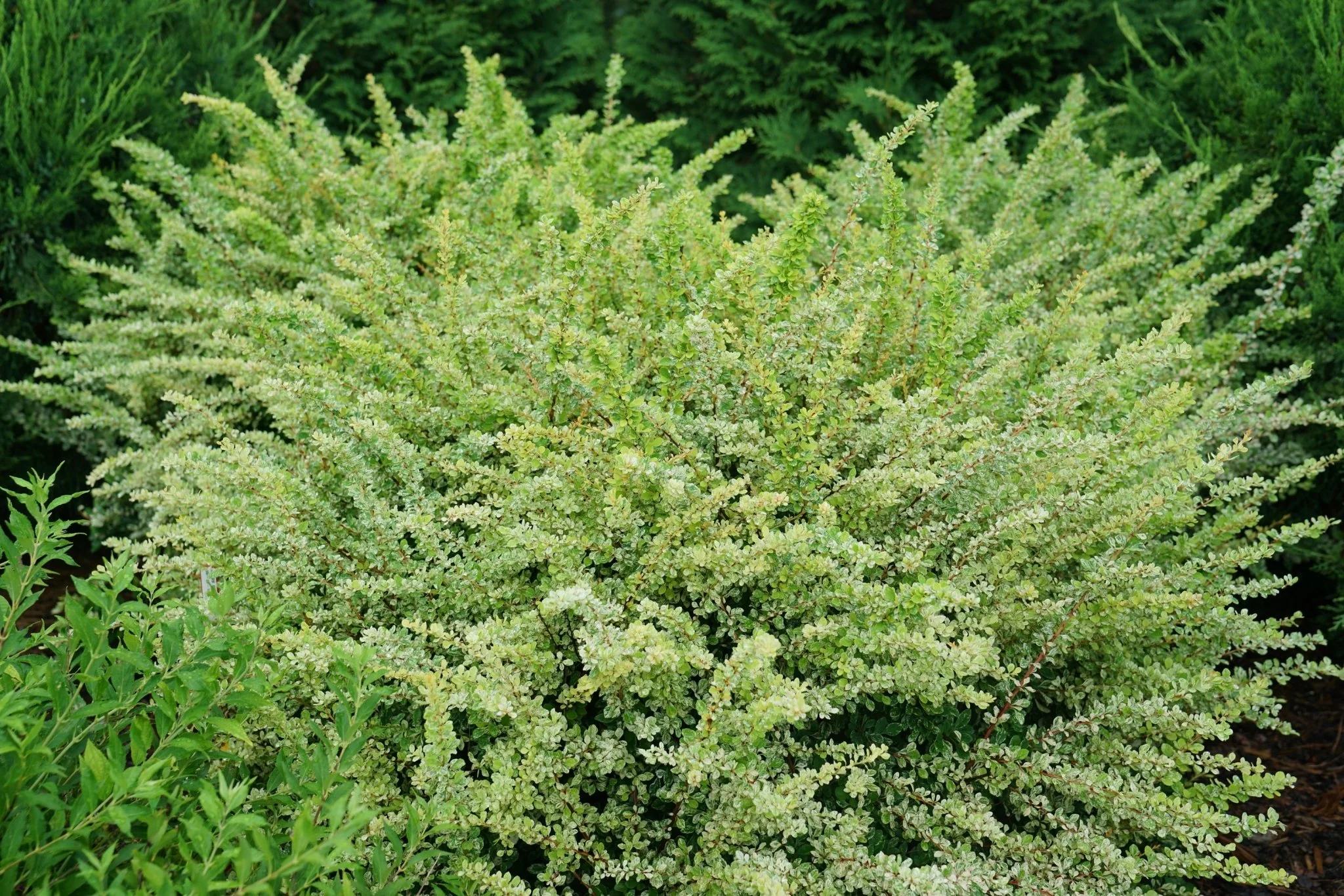 Sunjoy Sequins® Japanese Barberry - Image 4