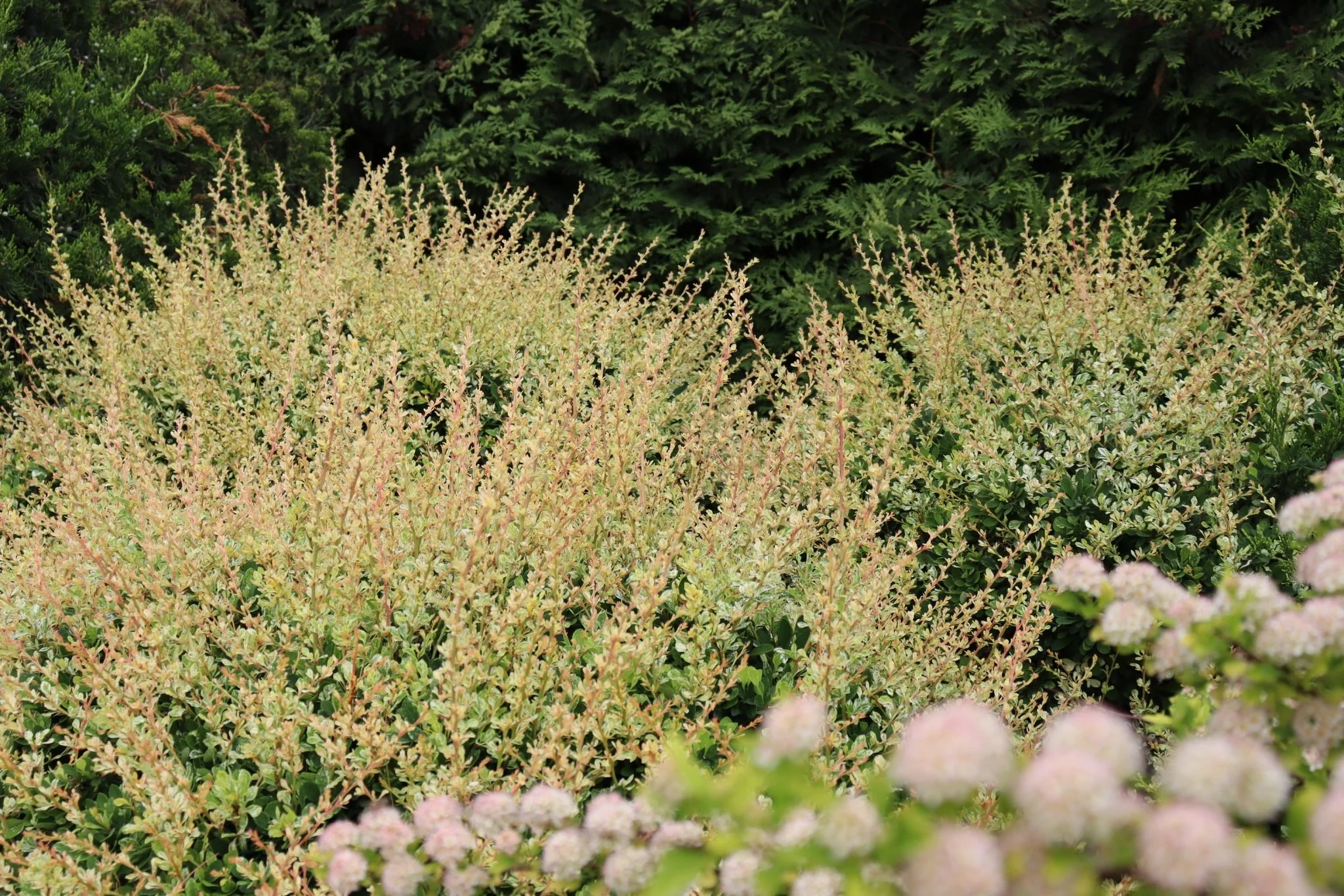 Sunjoy Sequins® Japanese Barberry - Image 5