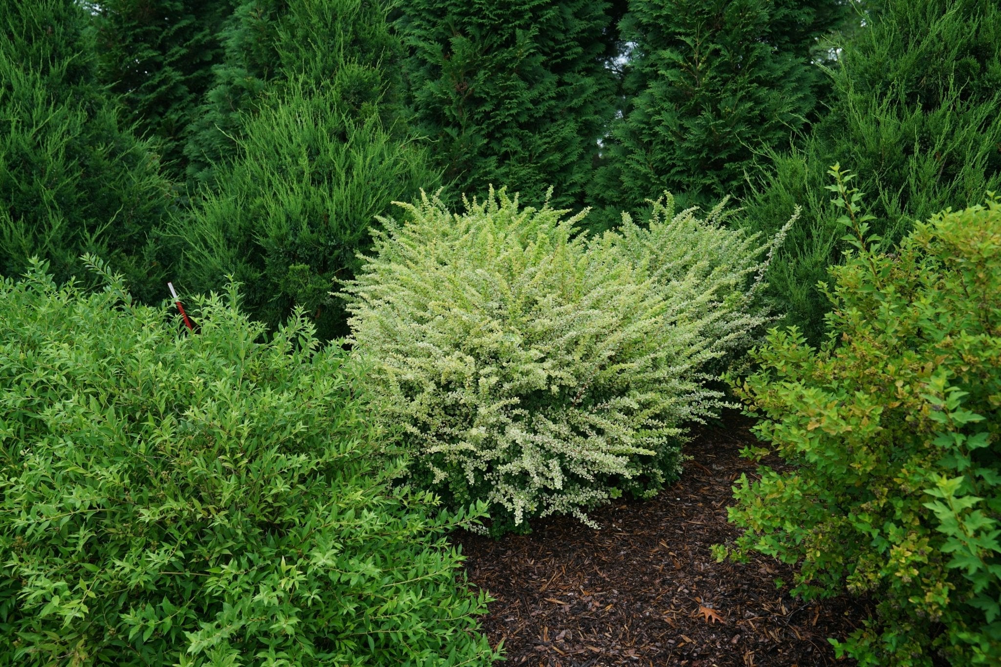 Sunjoy Sequins® Japanese Barberry - Image 6