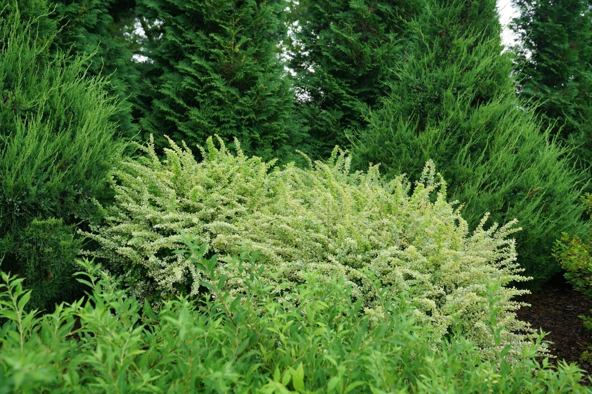Sunjoy Sequins® Japanese Barberry - Image 7
