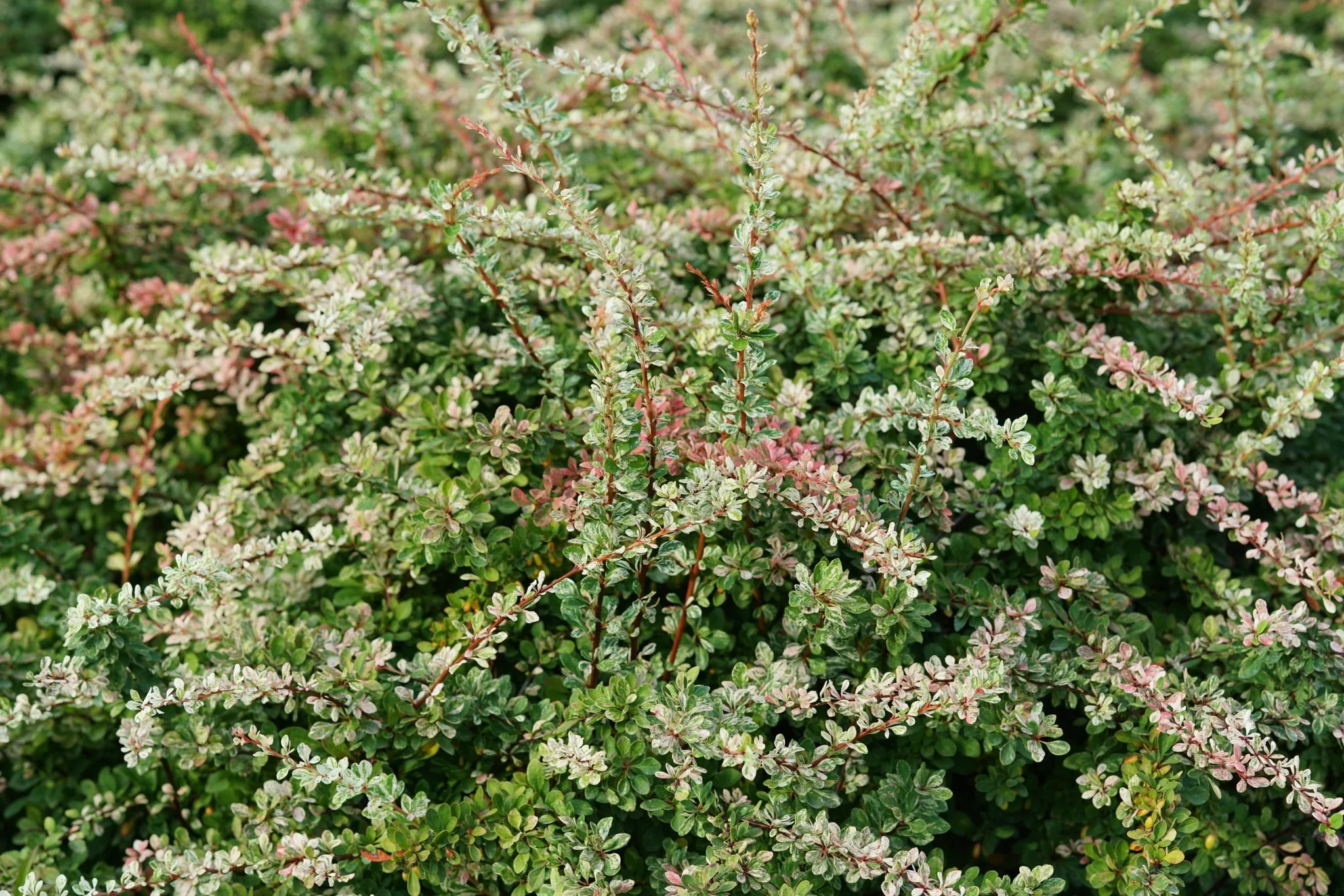 Sunjoy Sequins® Japanese Barberry - Image 8
