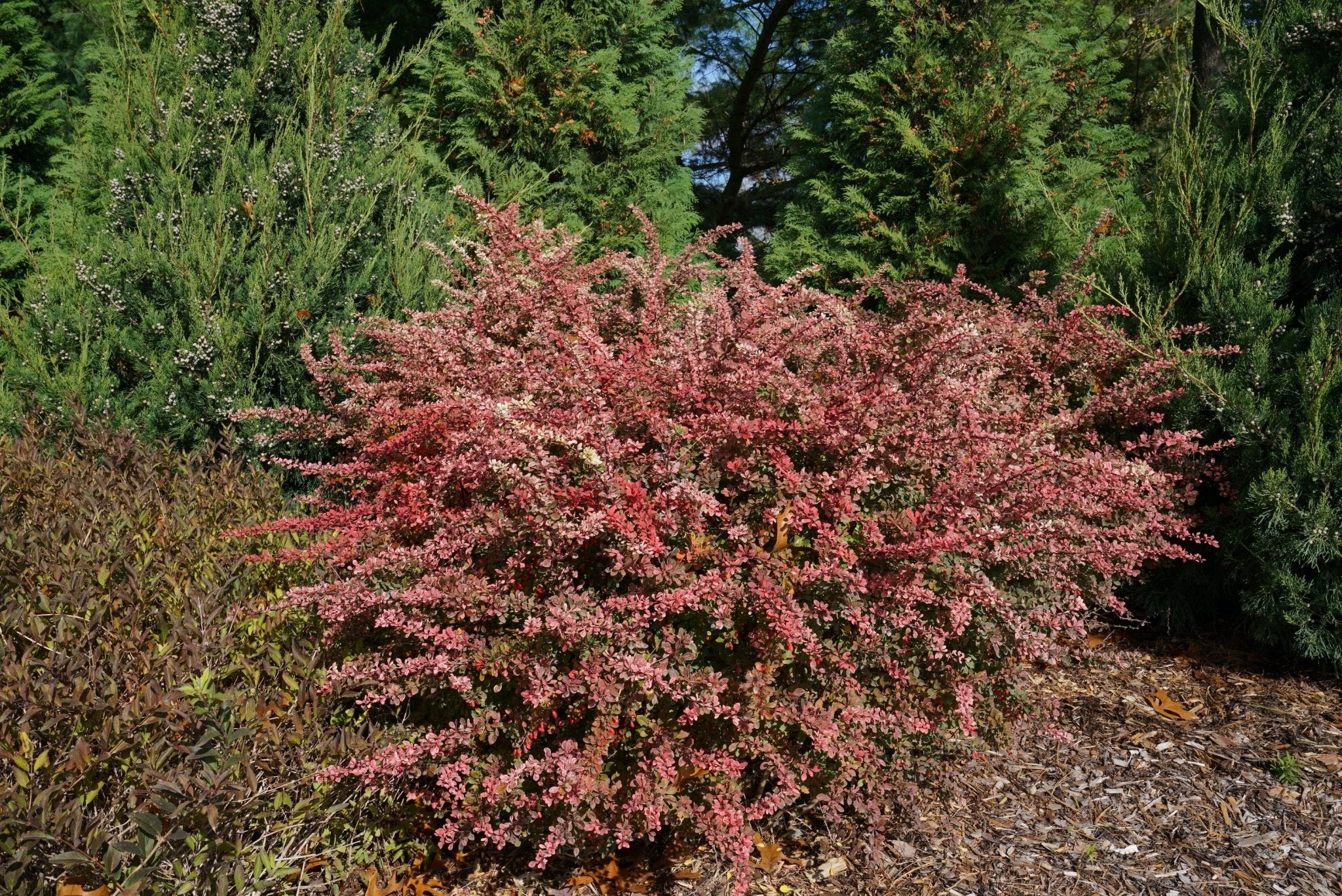 Sunjoy Sequins® Japanese Barberry - Image 9