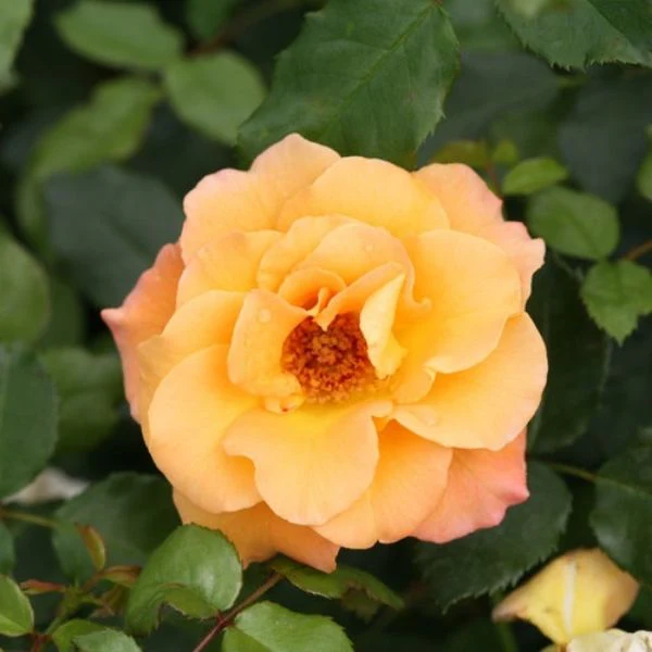 Oso Easy® Suñorita® Shrub Rose