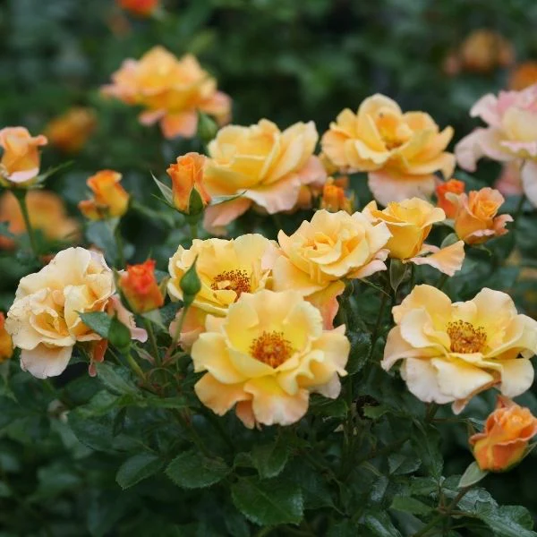 Oso Easy® Suñorita® Shrub Rose - Image 3