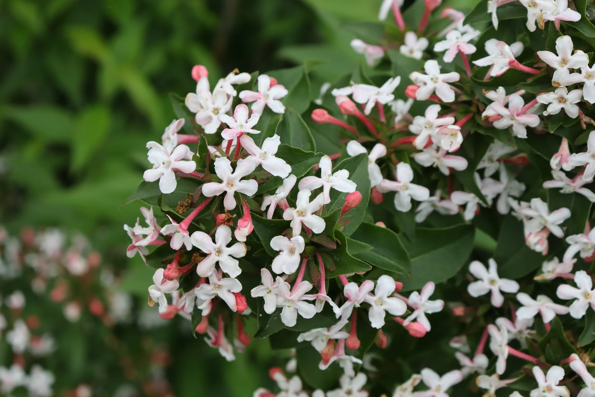 Sweet Emotion Blaze® Abelia