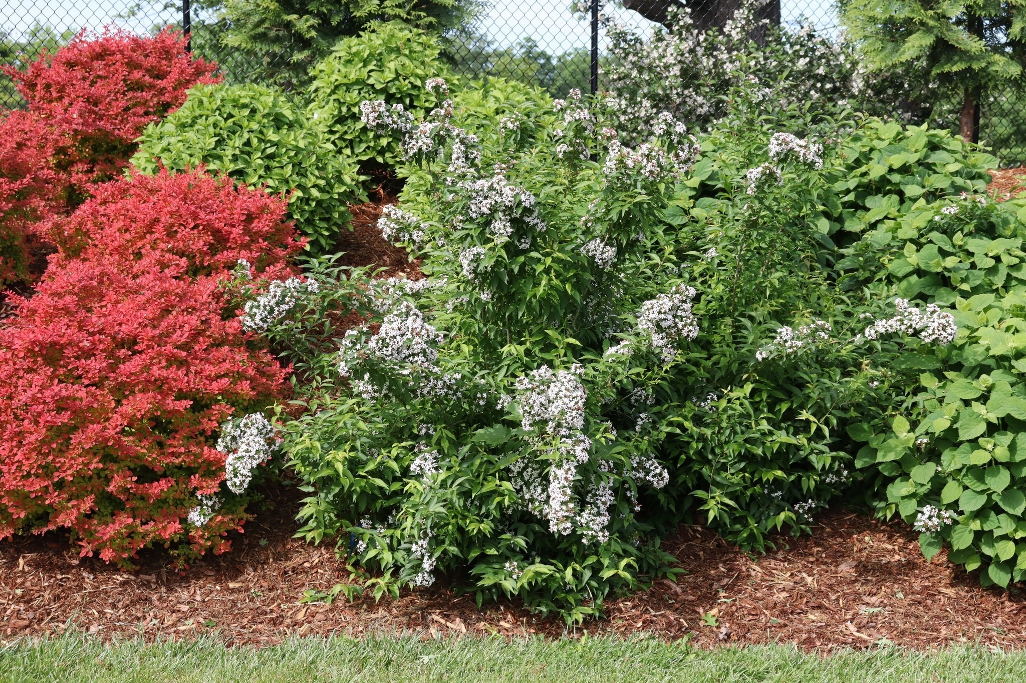 Sweet Emotion Blaze® Abelia - Image 2