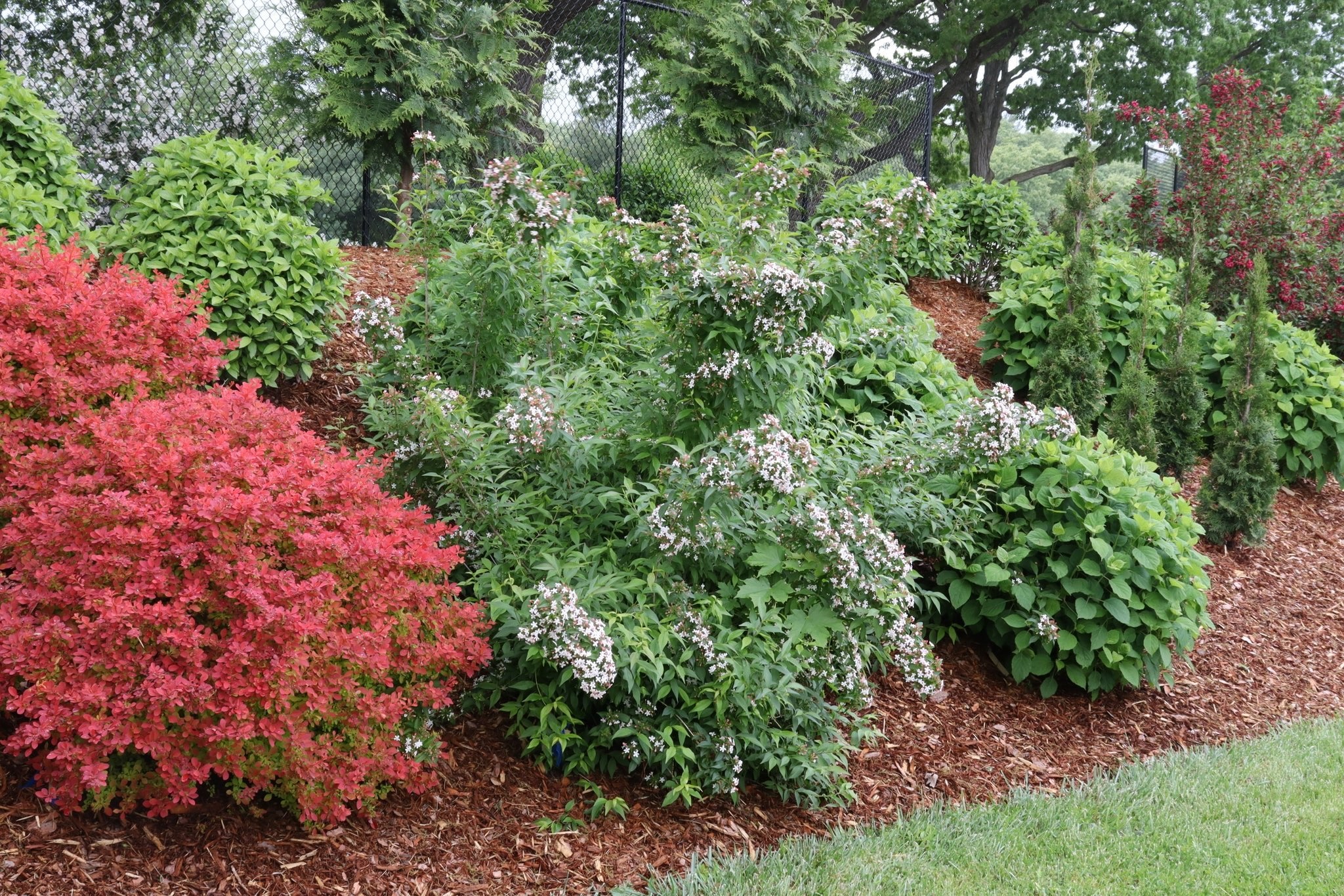 Sweet Emotion Blaze® Abelia - Image 3