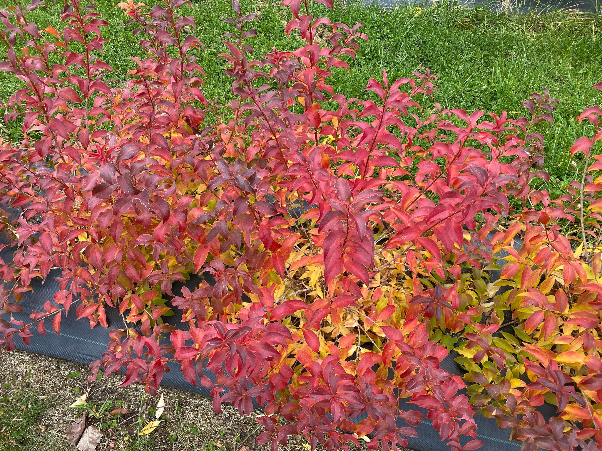 Sweet Emotion Blaze® Abelia - Image 4