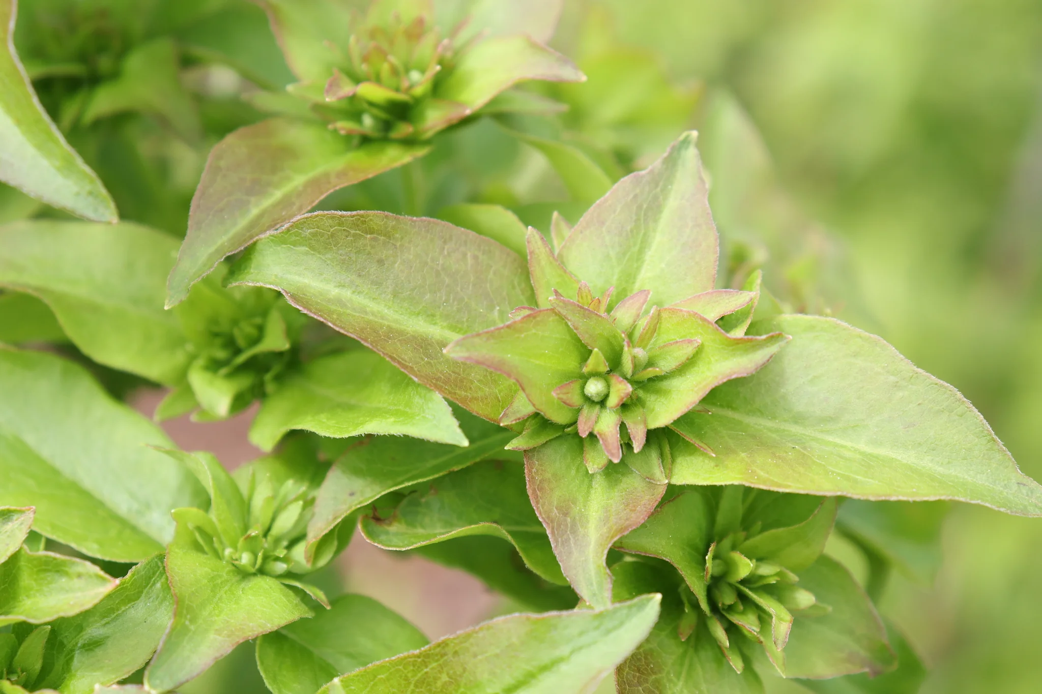 Sweet Emotion Blaze® Abelia - Image 5