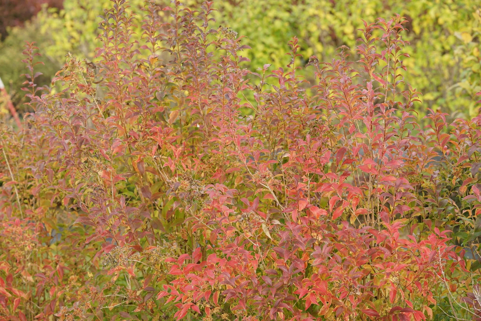 Sweet Emotion Blaze® Abelia - Image 6