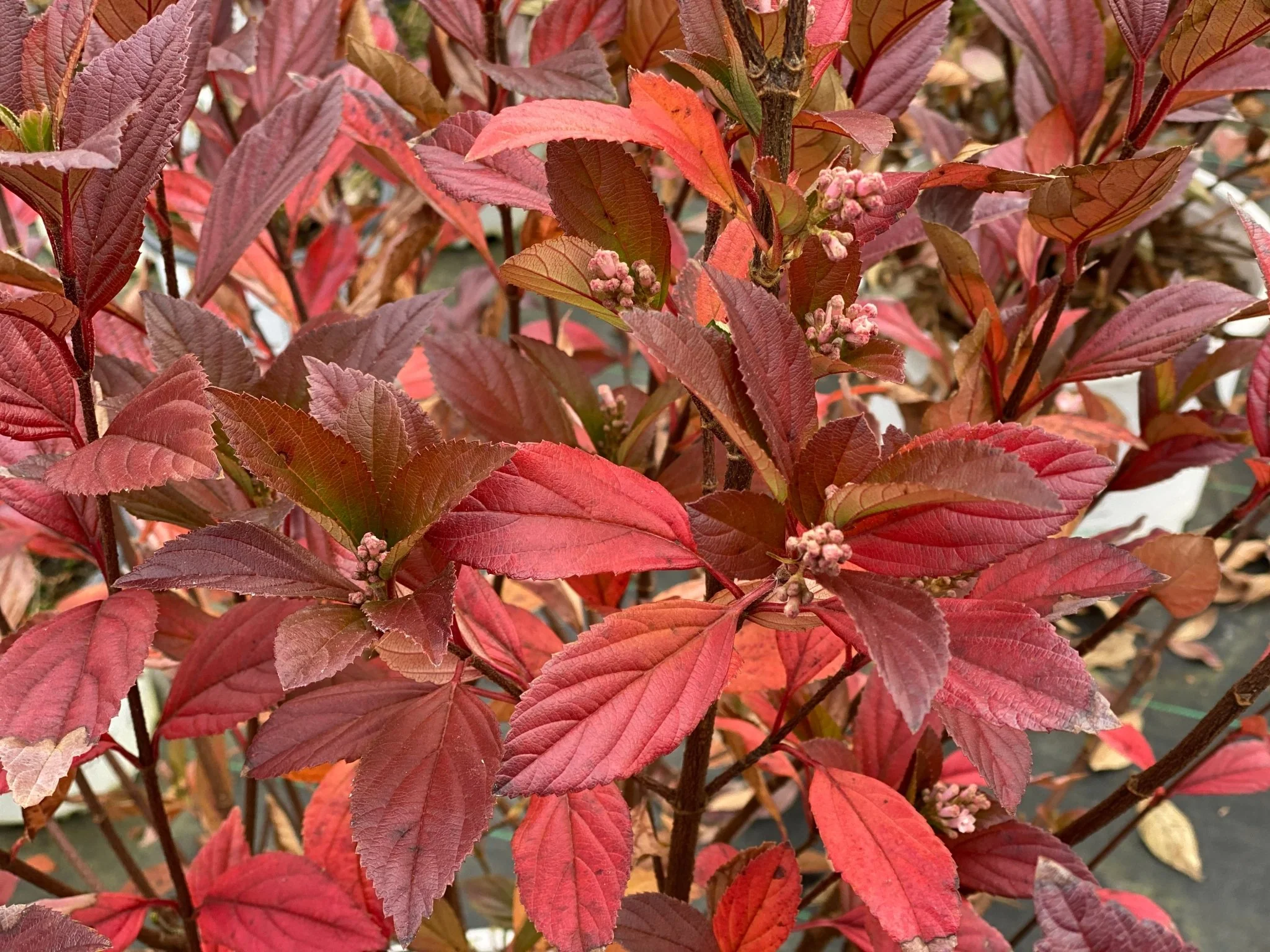 Sweet Talker® Fragrant Viburnum - Image 2