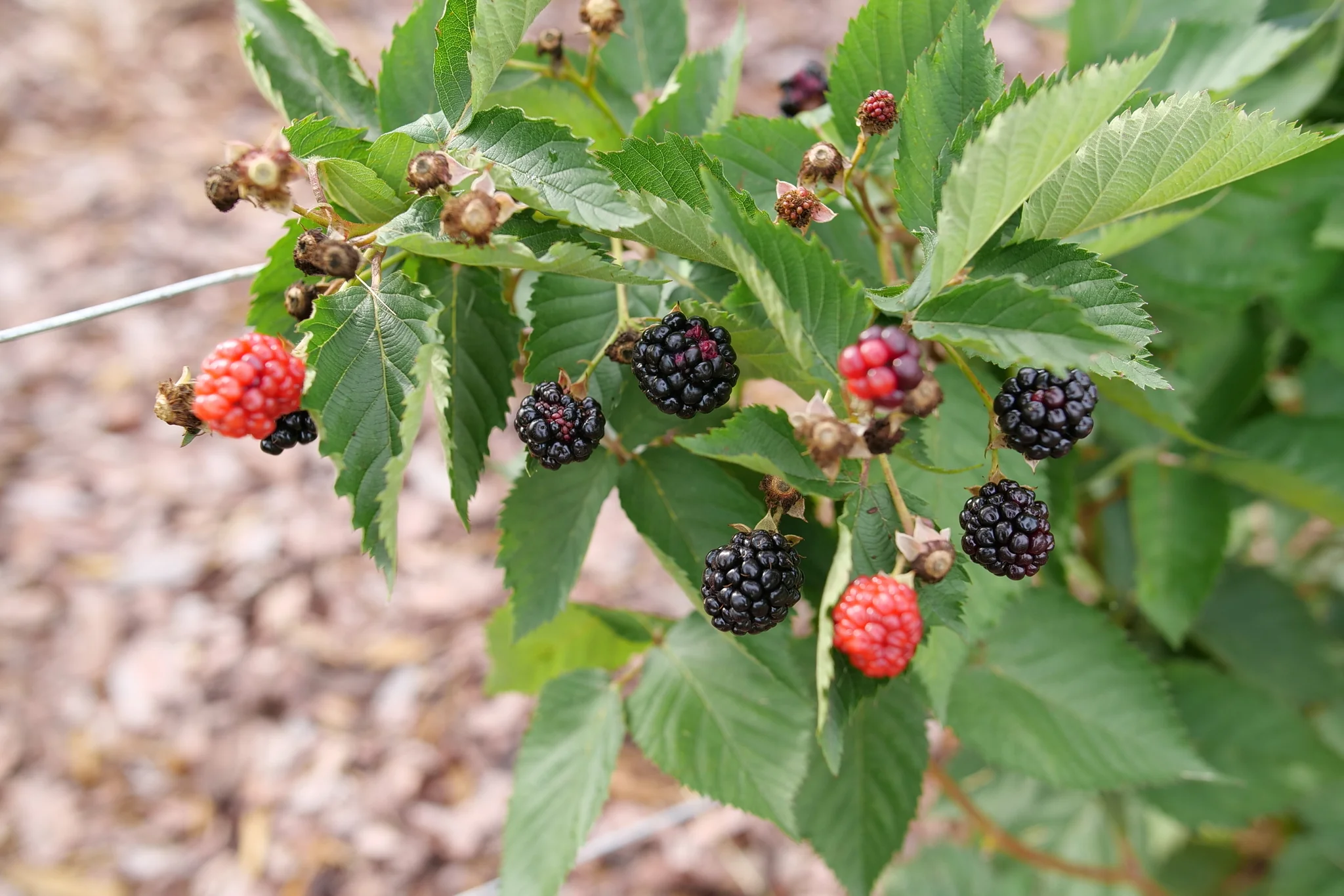 Taste of Heaven® Blackberry - Image 2