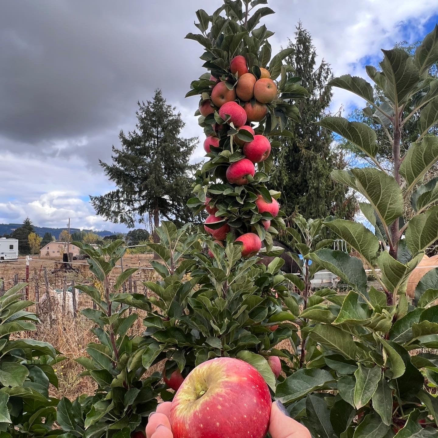 Fruit Snacks® Tasty Red™ Columnar Apple Tree
