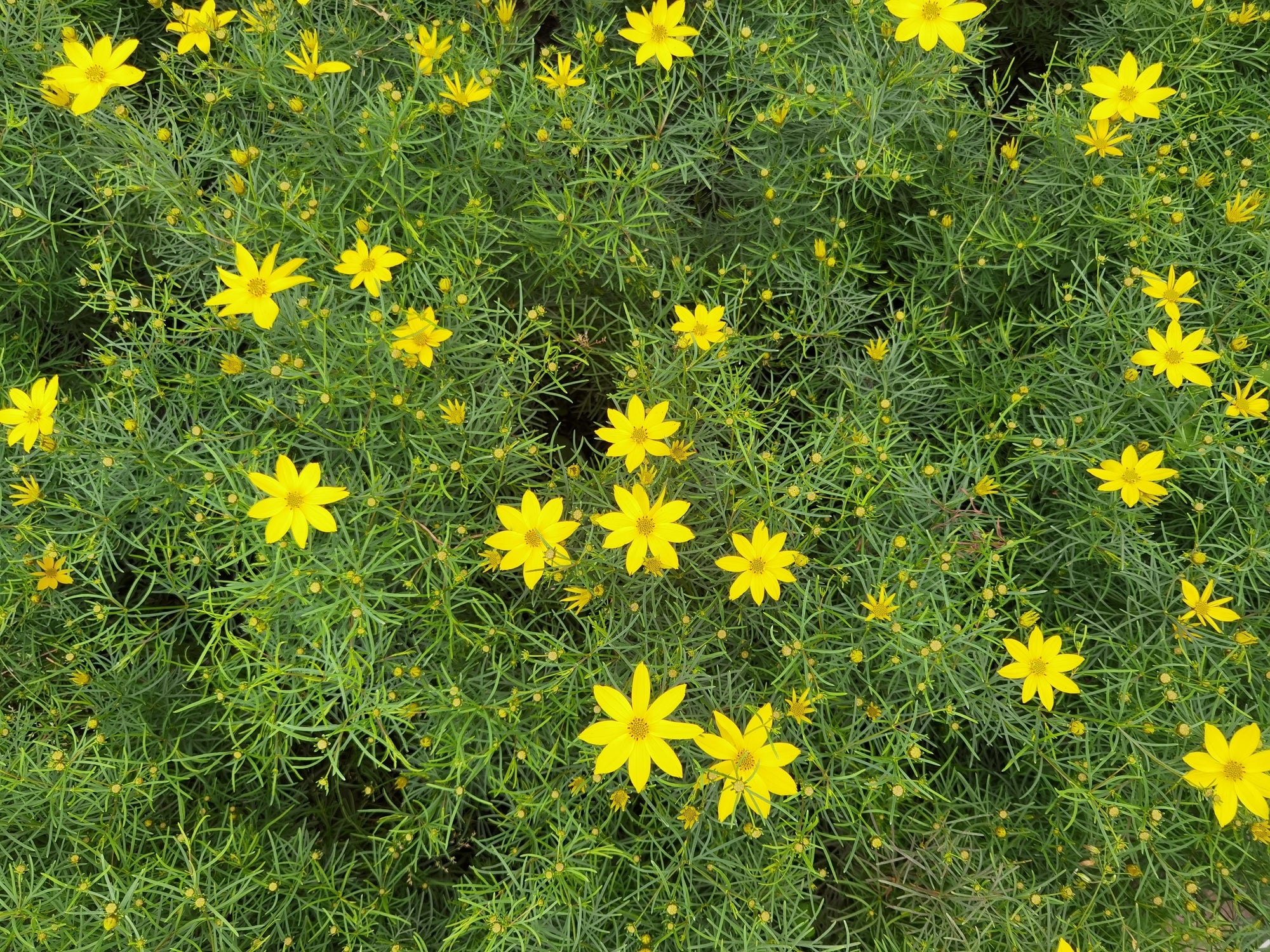 Threadleaf Coreopsis - Image 2