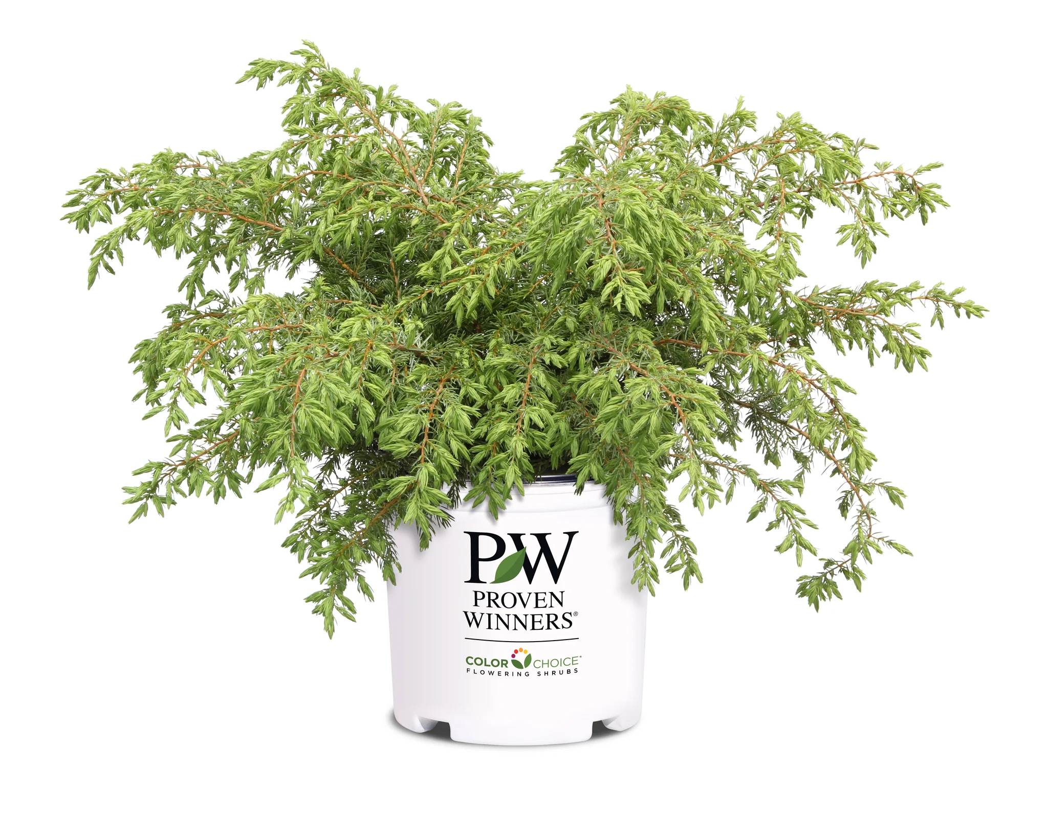 Tortuga® Juniper