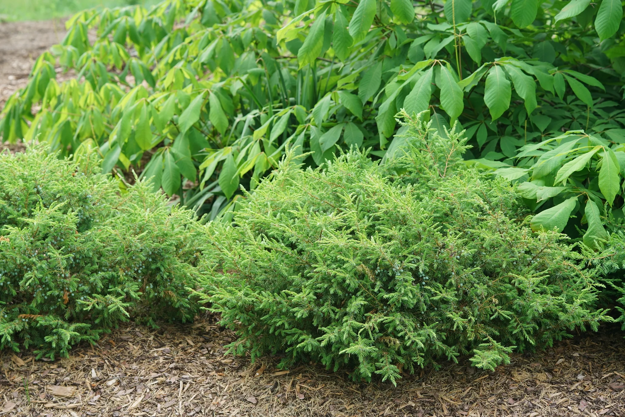Tortuga® Juniper - Image 2
