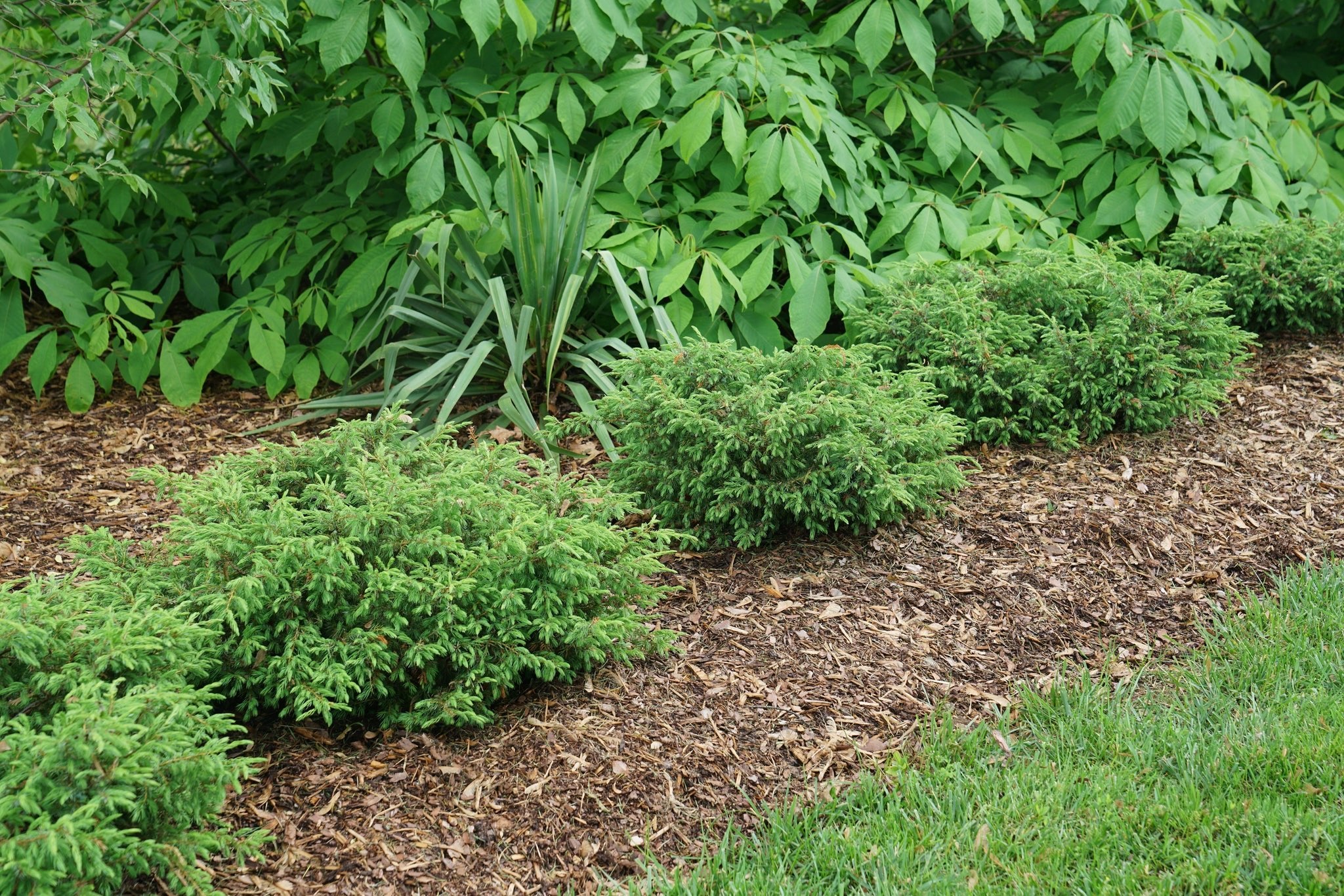 Tortuga® Juniper - Image 3