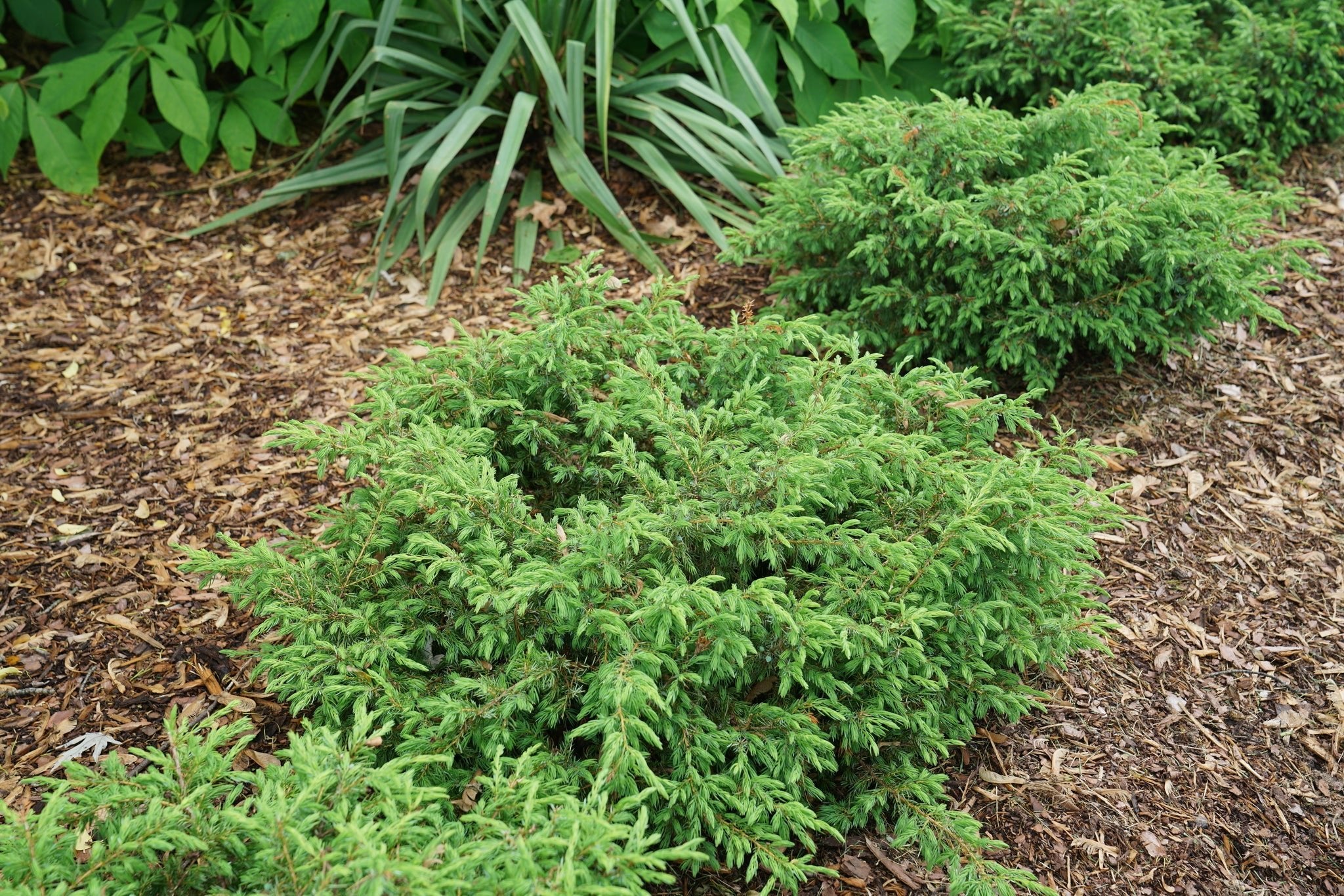 Tortuga® Juniper - Image 4