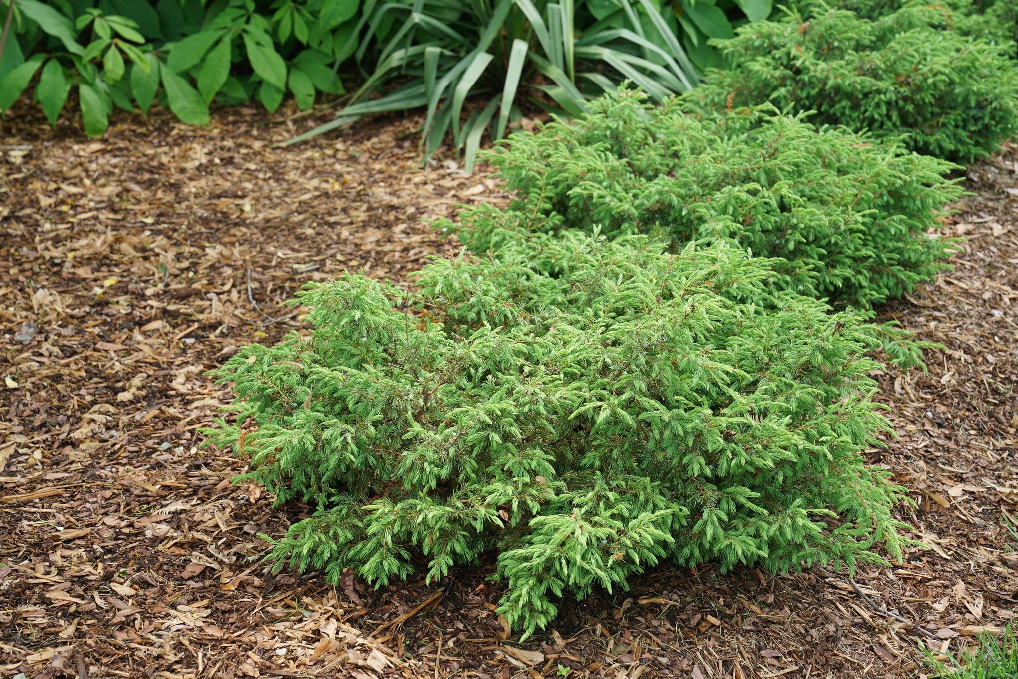 Tortuga® Juniper - Image 5