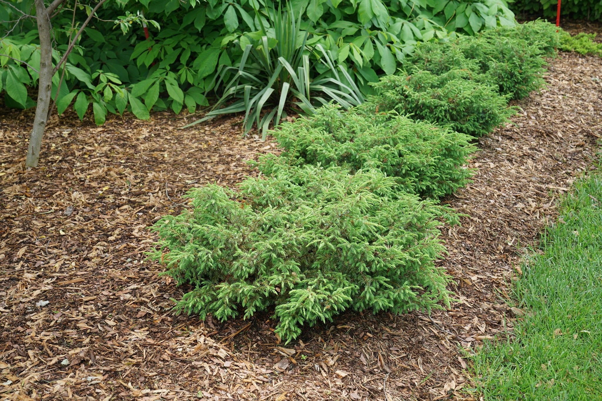 Tortuga® Juniper - Image 6