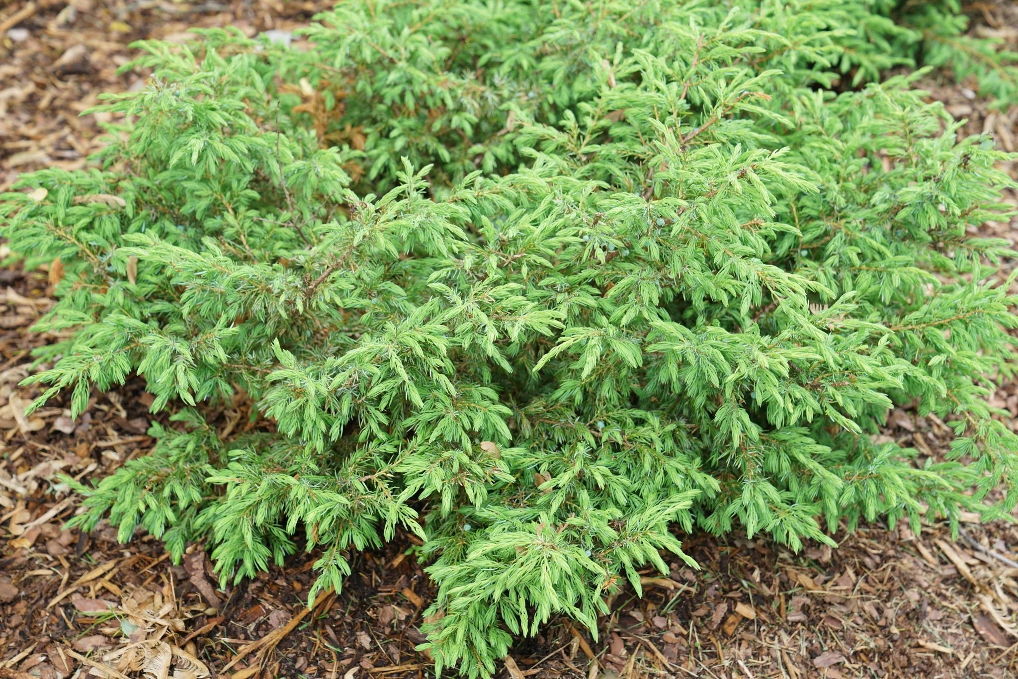 Tortuga® Juniper - Image 7