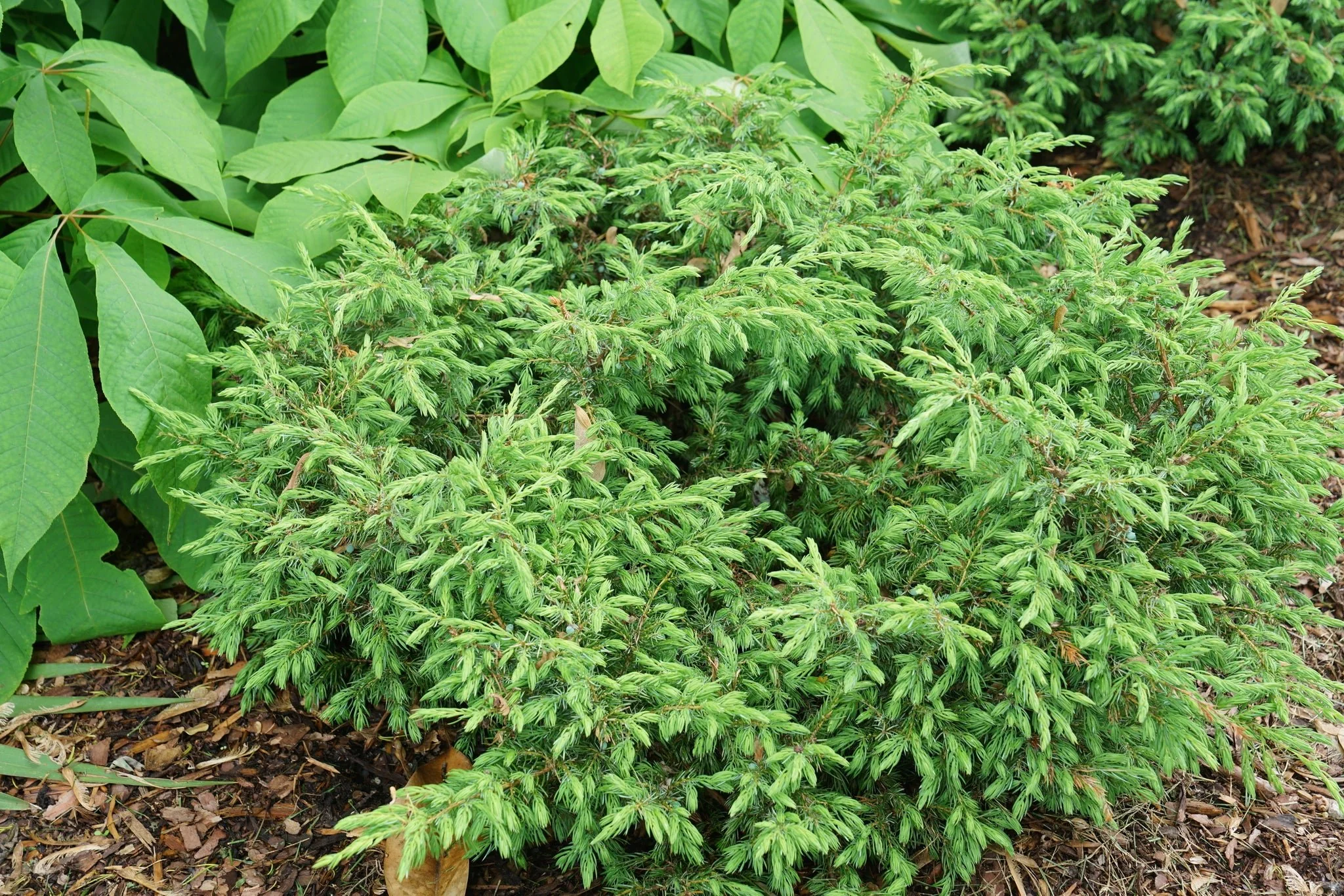 Tortuga® Juniper - Image 8