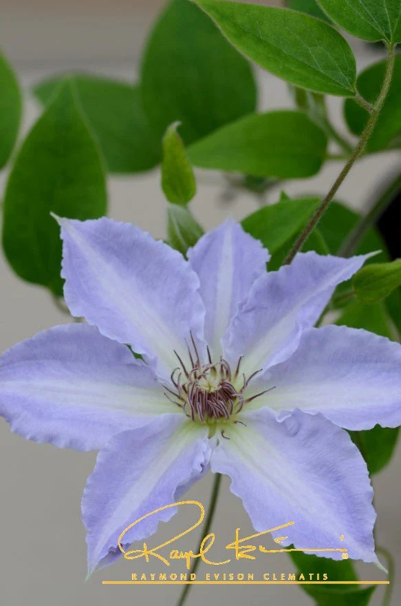 Boulevard® Tranquilite™ Clematis - Image 10