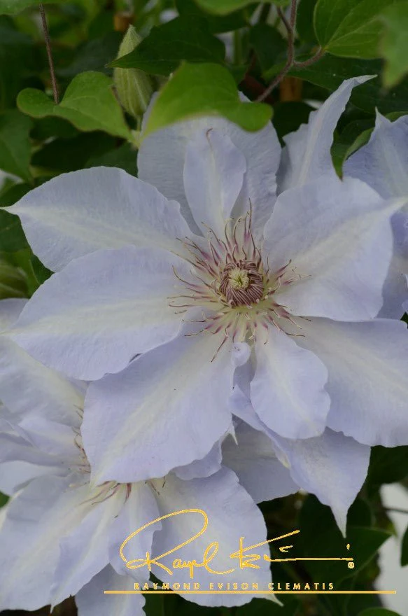 Boulevard® Tranquilite™ Clematis - Image 11