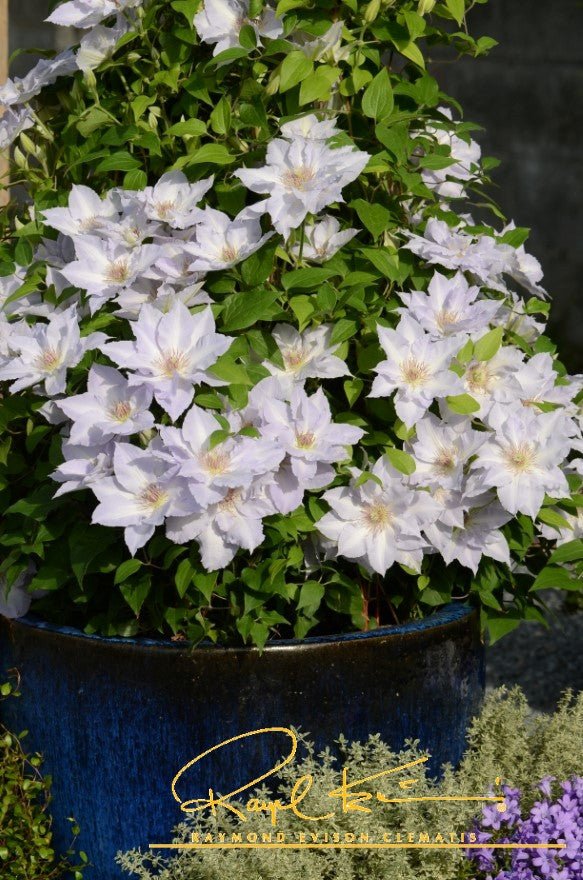 Boulevard® Tranquilite™ Clematis - Image 12