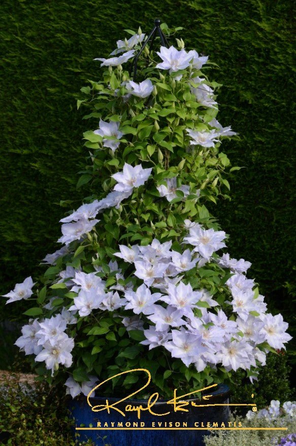 Boulevard® Tranquilite™ Clematis - Image 2