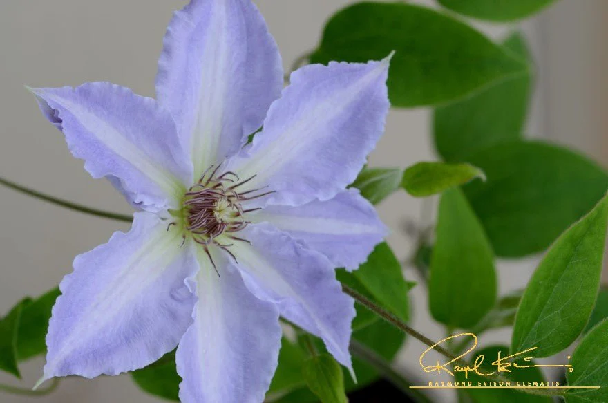 Boulevard® Tranquilite™ Clematis - Image 3