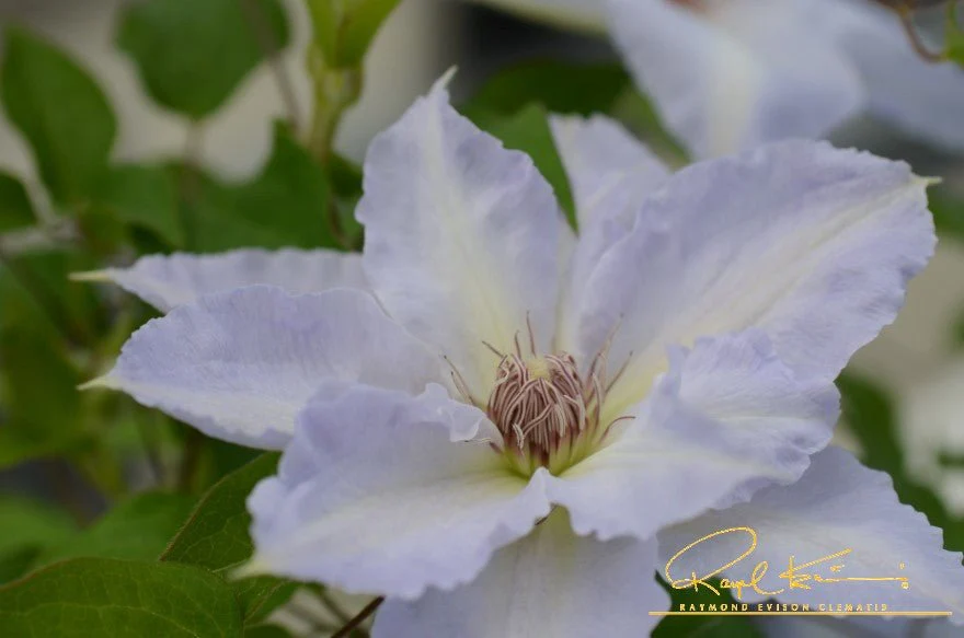 Boulevard® Tranquilite™ Clematis - Image 4