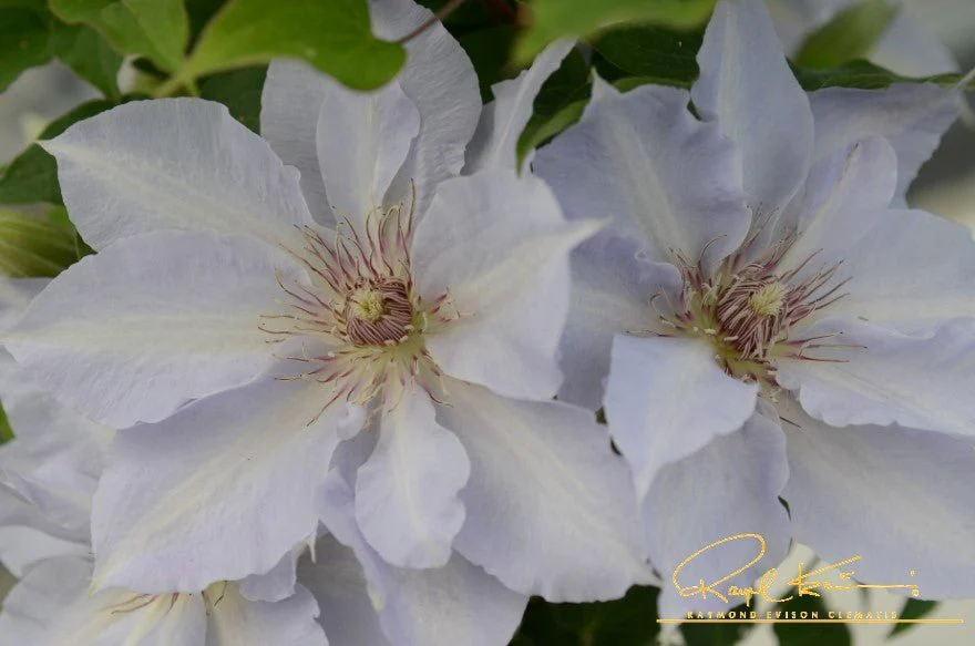 Boulevard® Tranquilite™ Clematis - Image 5