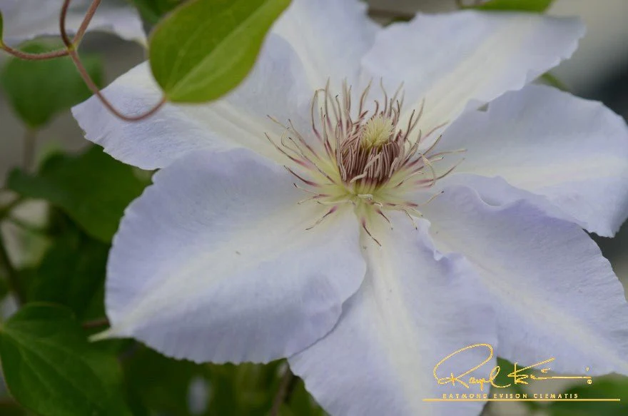 Boulevard® Tranquilite™ Clematis - Image 6