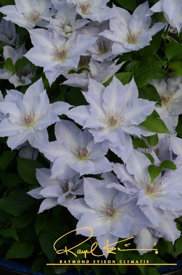 Boulevard® Tranquilite™ Clematis - Image 7