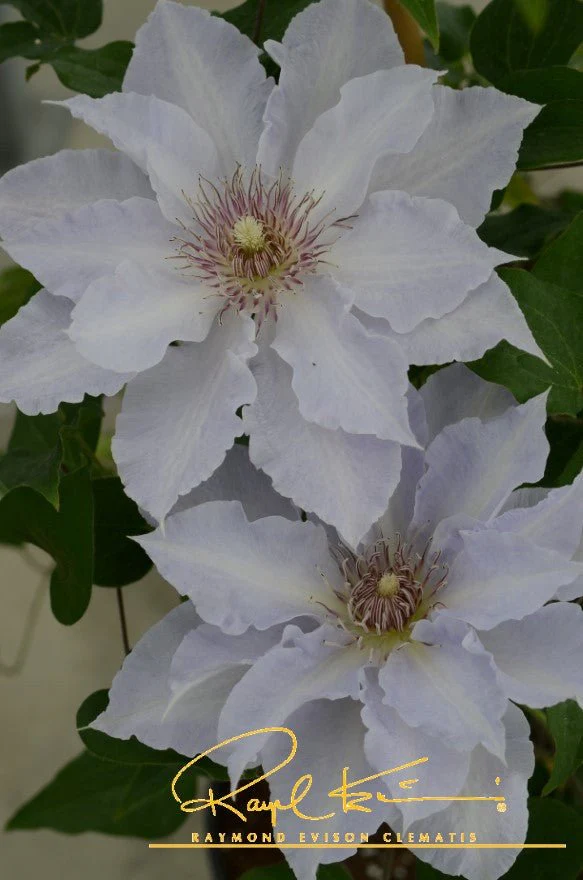 Boulevard® Tranquilite™ Clematis - Image 8