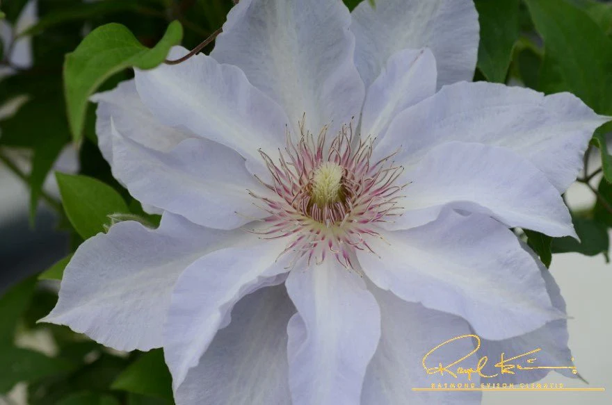 Boulevard® Tranquilite™ Clematis - Image 9