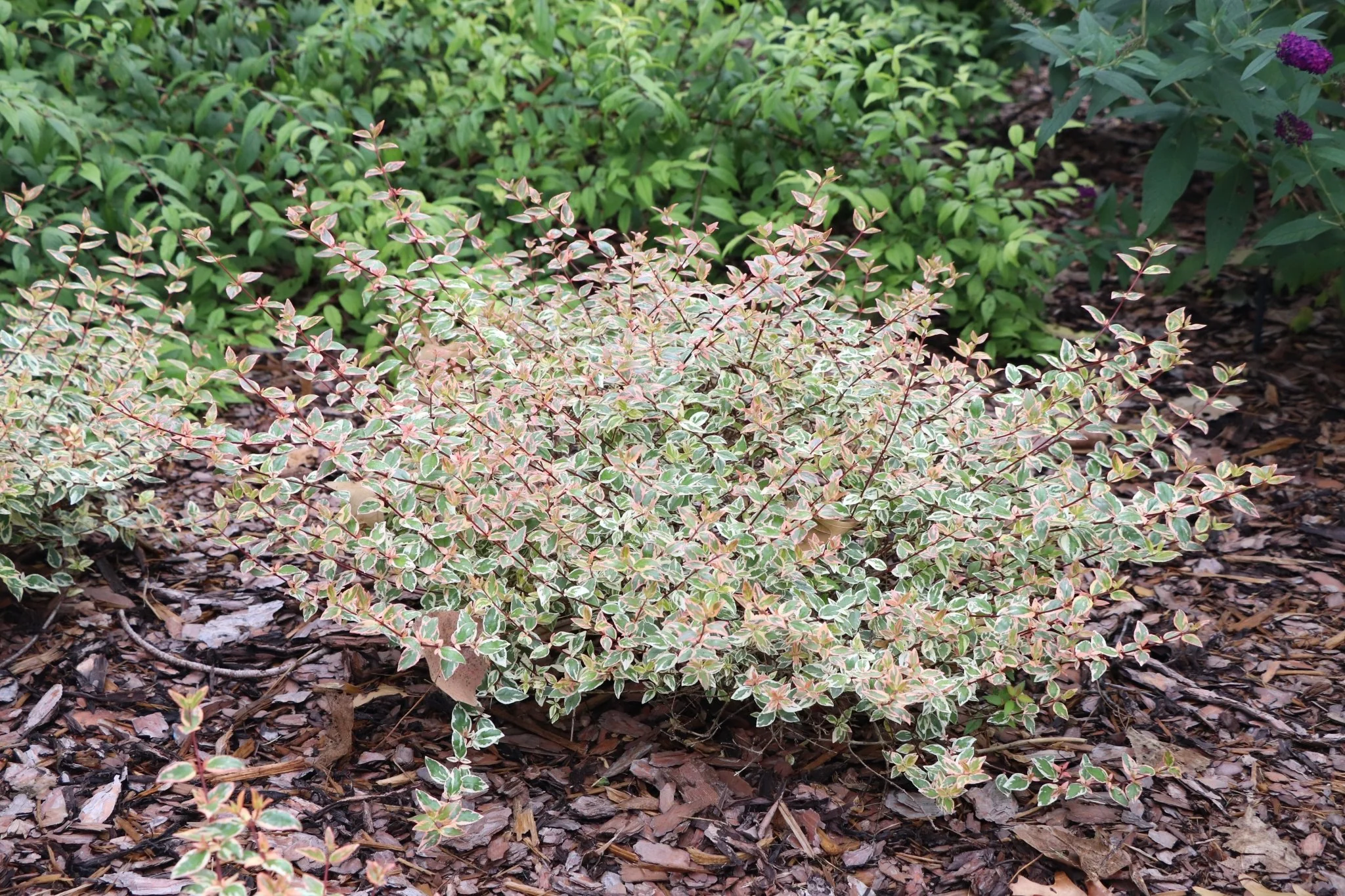 Tres Amigos® Abelia